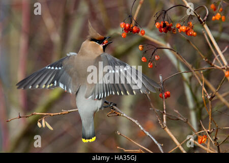 Seidenschwanz (Bombycilla Garrulus) ernähren sich von roten Beeren, Royston, Herts, England, UK. Stockfoto
