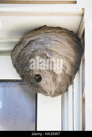 Eine riesige Biene Bienenstock Nest hängt an einem Haus mit Bienen kamen und gingen für ein Pest Control oder Allergie-Konzept. Stockfoto