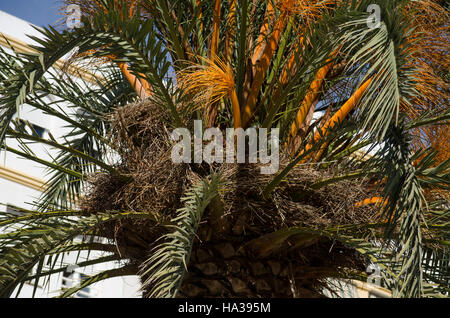 Palme (Phoenix Canariensis) voller Mönch Sittich Nester. Spanien. Stockfoto