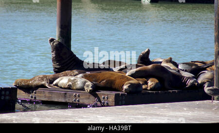 SAN FRANCISCO, USA - 5. Oktober 2014: Die kultigen Seelöwen am Pier 39 an der Bucht mit Blick auf Alcatraz eine wichtige touristische Attraktion für 25 Jahre gewesen. Stockfoto