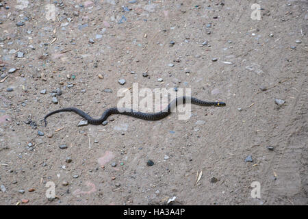 Ringelnatter, kriecht am Boden entlang. Nicht giftige Schlange. Erschrocken durch die Ringelnatter. Stockfoto