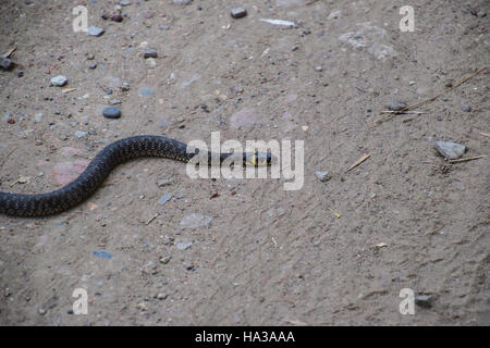 Ringelnatter, kriecht am Boden entlang. Nicht giftige Schlange. Erschrocken durch die Ringelnatter. Stockfoto