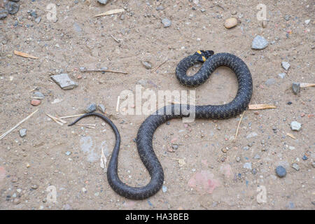 Ringelnatter, kriecht am Boden entlang. Nicht giftige Schlange. Erschrocken durch die Ringelnatter. Stockfoto