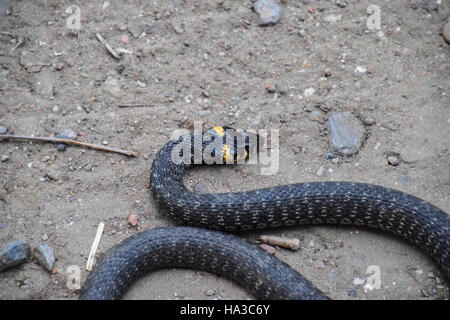 Ringelnatter, kriecht am Boden entlang. Nicht giftige Schlange. Erschrocken durch die Ringelnatter. Stockfoto