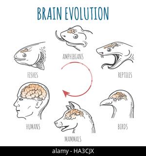 Gehirnentwicklung von den Fischen zum Menschen. Köpfe der Fische, Amphibien, Reptilien, Vogel, Hund und Homo Sapience. Vektor-Illustration. Stock Vektor