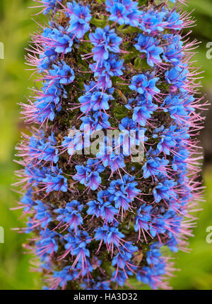 Portugal, Madeira, Funchal, Echium Candicans-stolz von Madeira im Parque Ecologico genannt tun Funchal. Stockfoto