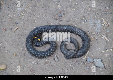 Ringelnatter, kriecht am Boden entlang. Nicht giftige Schlange. Erschrocken durch die Ringelnatter. Stockfoto