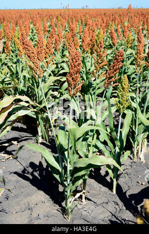 Bereich von Sorghum (Sorghum bicolor) in Transport, Botswana Stockfoto