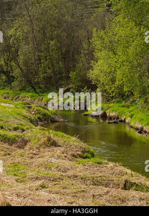 Kleiner Fluss im Wald und trocken und grünen Rasen Stockfoto
