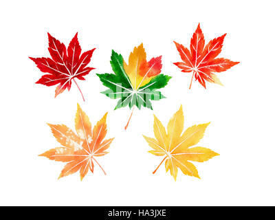 Fünf farbige japanische Ahornblätter im Herbst set Aquarell Stockfoto