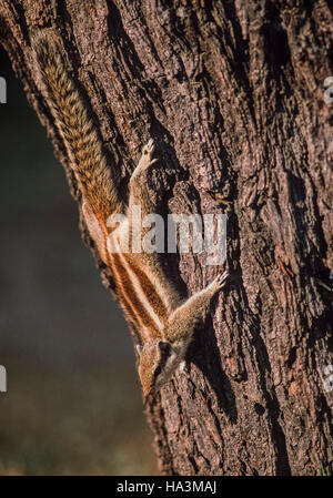 North Indian Palm Eichhörnchen oder Three-Striped Palm Eichhörnchen,(Funambulus palmarum), Keoladeo Ghana Nationalpark, Bharatpur, Indien Stockfoto