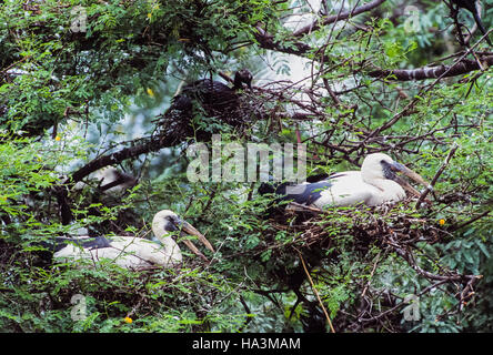 Asiatischer Openbill Storch, Anastomus Oscitans, Verschachtelung Kolonie mit Vögel sitzen in Nestern, Keoladeo Ghana Nationalpark, Indien Stockfoto