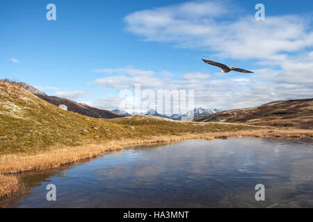 Weißkopf-Seeadler fliegen über einen gefrorenen See in den kanadischen Bergen im frühen Herbst. Stockfoto