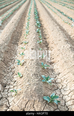 Kleine bepflanzte Kohl in Reihe. Jungpflanzen Stockfoto