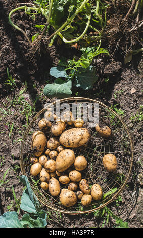 Ernte von Kartoffeln aus dem Garten in einem Korb Stockfoto