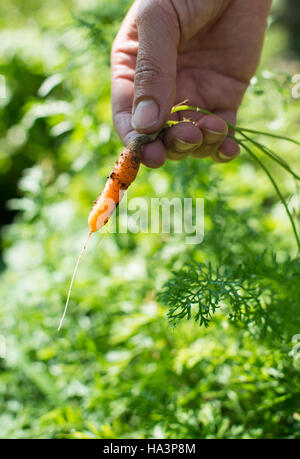 Frau Ernte Karotten im Garten Stockfoto