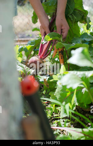 Frau Ernte Möhren und rote Beete im Garten Stockfoto