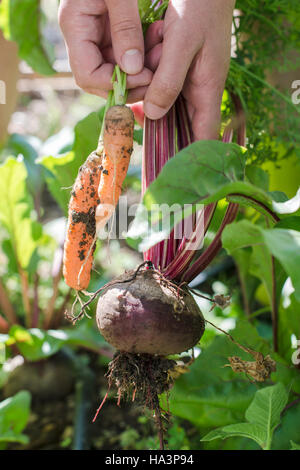 Frau Ernte Möhren und rote Beete im Garten Stockfoto