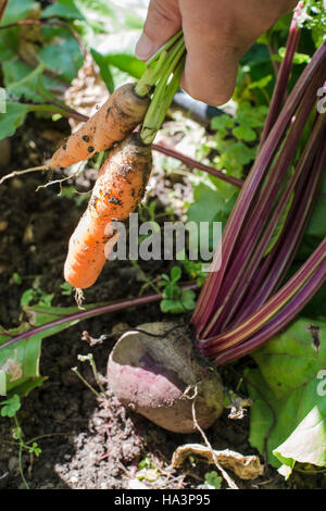 Frau Ernte Möhren und rote Beete im Garten Stockfoto