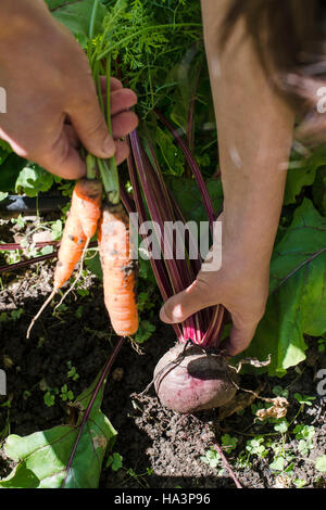 Frau Ernte Möhren und rote Beete im Garten Stockfoto