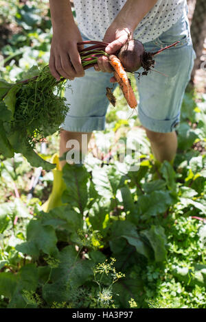 Frau Ernte Möhren und rote Beete im Garten Stockfoto