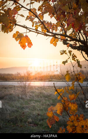 Herbstliche Weinlaub. Sunrise und gelbe Weinblätter. Sonnenstrahlen Stockfoto