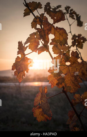 Herbstliche Weinlaub. Sunrise und gelbe Weinblätter. Sonnenstrahlen Stockfoto