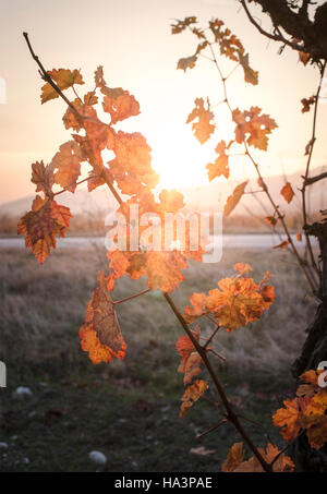 Herbstliche Weinlaub. Sunrise und gelbe Weinblätter. Sonnenstrahlen Stockfoto