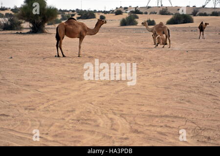 Kamele in Dubai Desert in Tag, Dubai, Vereinigte Arabische Emirate Stockfoto
