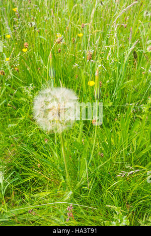 Goat's-Beard (Tragopogon Pratensis) wachsen auf einem Naturschutzgebiet in der Landschaft Herefordshire UK Stockfoto