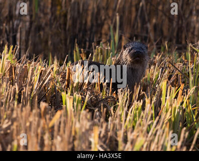 Ein junges eurasische Fischotter (Lutra Lutra) wirft einen Blick über das Schilf in Suffolk Stockfoto