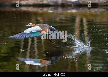 Nilgans (Alopochen Aegyptiacus) im Flug mit Flügeln verteilt über Wasserspiegel. Abflug mit Wasser spritzt. Stockfoto