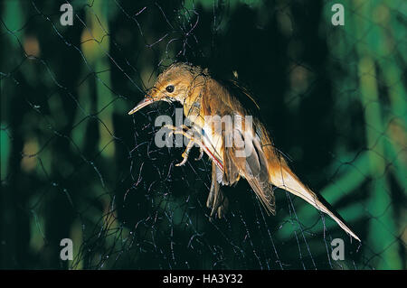 Rohrsänger (Acrocephalus Scirpaceus) im Netz der ein Vogelberingung Station am Lago Trasimeno, Magione, Umbrien, Italien Stockfoto