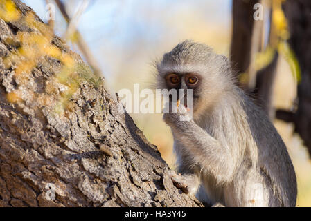 Vervet Affe (Chlorocebus Pygerythrus) essende Nüssen auf einem Baum im Marakele Nationalpark Reiseziel in Südafrika. Hautnah. Stockfoto