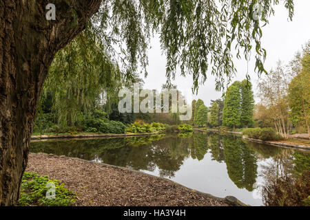 Panoramablick über einen Teich in einem botanischen Garten, umrahmt von einer Trauerweide (Babylon Baum) Stockfoto