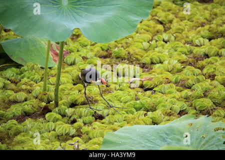 Kamm crested Blatthühnchen auf Lilien am gelben Wasser Billabong in Kakadu fotografiert Stockfoto