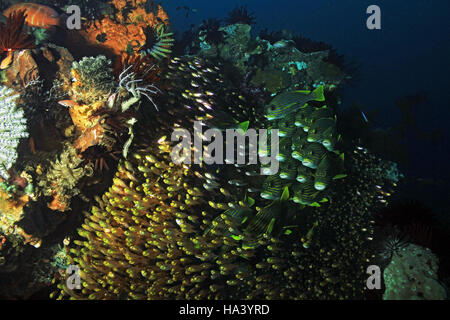 Schulzeit Glassfish und Beschenkung Süßlippen am bunten Korallenriff. Raja Ampat, Indonesien Stockfoto