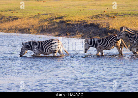 Zebras Chobe Fluss überquert. Glühend warmen Abendlicht. Wildlife Safari in der afrikanischen Nationalparks und Wildlife behält sich. Stockfoto