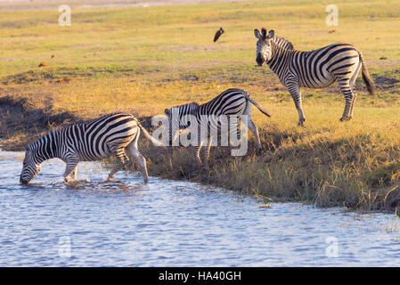 Zebras Chobe Fluss überquert. Glühend warmen Abendlicht. Wildlife Safari in der afrikanischen Nationalparks und Wildlife behält sich. Stockfoto