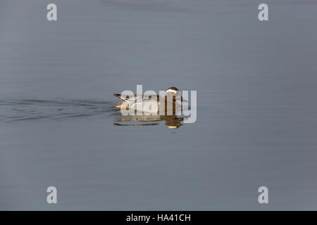 gespiegelte männlichen Garganey Ente (Anas Querquedula) schwimmen auf der Wasseroberfläche Stockfoto