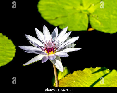 Nymphaeaceae ist eine Familie von blühenden Pflanzen. Die Mitglieder dieser Familie sind gemeinhin als Seerosen und Leben als Rhizomartige aquatische Kräuter in Tempera Stockfoto