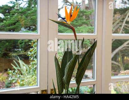Paradiesvogel Blume, Strelitzia, der Familie Strelitziaceae, wchst als  Zimmerpflanze im Haus im Vereinigten Knigreich Stockfotografie - Alamy