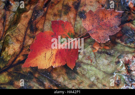 Nahaufnahme von Herbst Ahorn Blätter im Wasser schwimmende Stockfoto