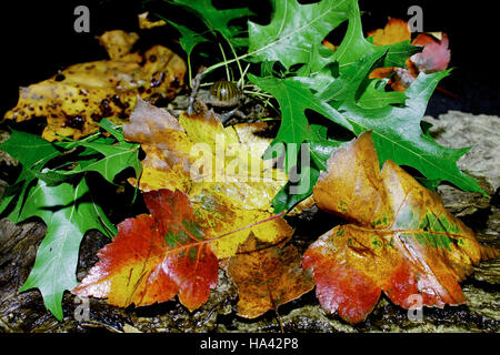 herbstliche Stillleben mit Eiche und Ahorn Blätter Stockfoto