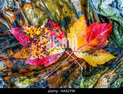 Herbstliche Ahornblätter auf großes Blatt nach Regen Stockfoto