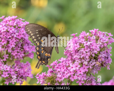 Östliche Tiger Schwalbenschwanz Papilio Glaucus ist eine Art von Schwalbenschwanz Schmetterling in östlichen Nordamerika beheimatet Stockfoto