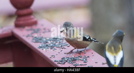 Gelb, schwarze & weißen farbigen Abend Grosbeaks(Coccothraustes vespertinus)-Stop Essen wo es Vogelfutter in Hülle und Fülle. Stockfoto