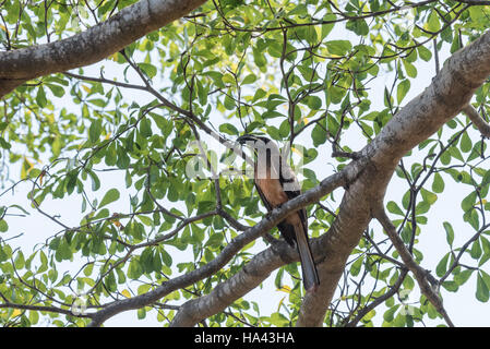 Ein grau Hornbill thront in einem Baum Stockfoto