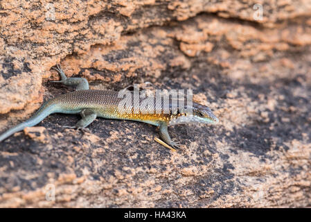 Ein Regenbogen Skink auf einem Felsen Stockfoto