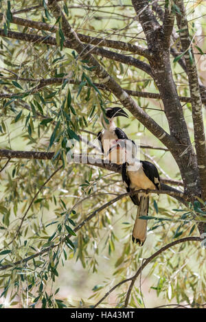 Zwei Von der Decken Nashornvögel sitzt in einem Baum Stockfoto